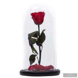 Red Piros Örök Rózsa Nagy búrában