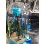 Light Blue Örök Rózsa 