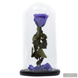 Lila Örök Rózsa kicsi búrában