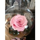 Lady Örök Rózsa Kicsi Búrában