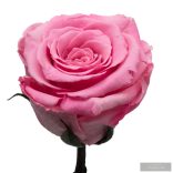 Lady Örök Rózsa Kicsi Búrában