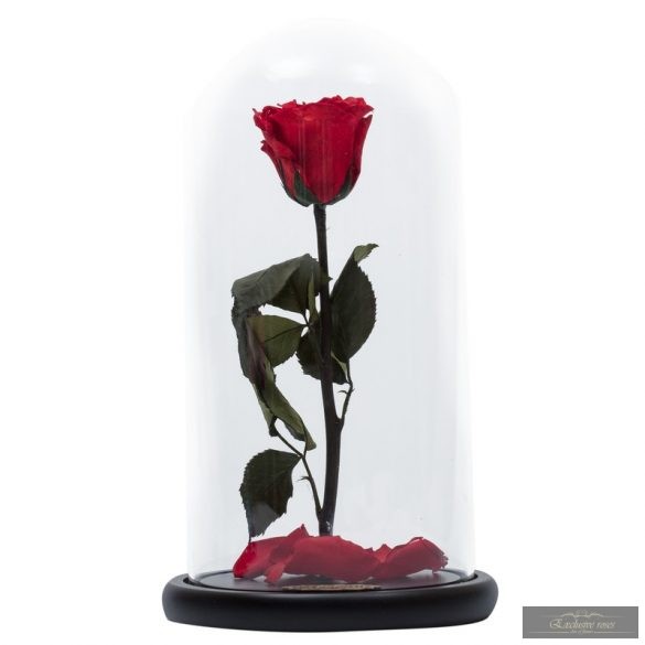 Vörös Rózsa  üveg búrában