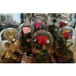 Vörös Rózsa  üveg búrában