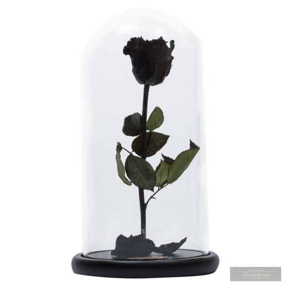 Black FeketeÖrök Rózsa kicsi búrában