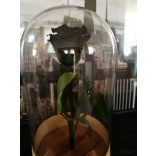 Black FeketeÖrök Rózsa kicsi búrában