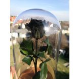 Black FeketeÖrök Rózsa kicsi búrában