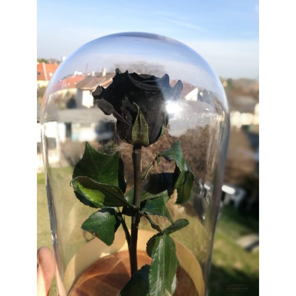 Black FeketeÖrök Rózsa kicsi búrában