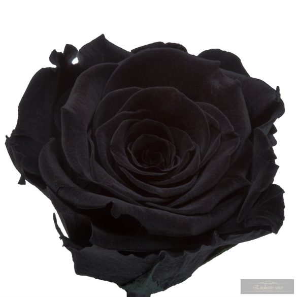 Black FeketeÖrök Rózsa kicsi búrában