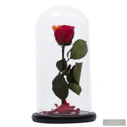 Ranibown szivárvány Örök Rózsa Nagy búrában