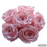 Exclusive Örök Rózsa