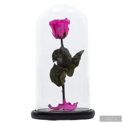 Pink Örök rózsa
