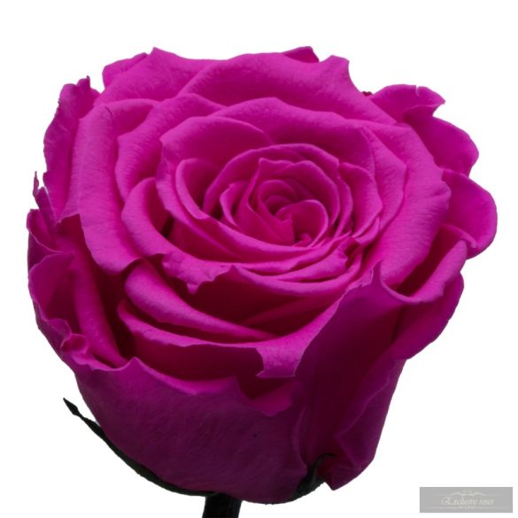 Pink Örök rózsa