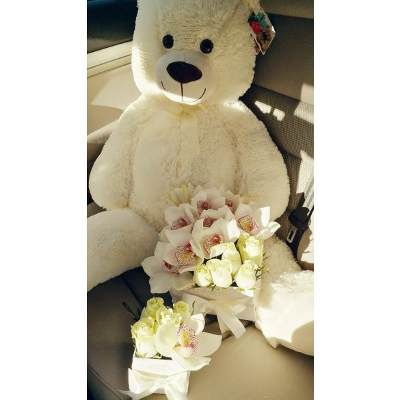 EXCLUSIVE MACI 100 cm 